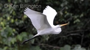 Great White Egret (Casmerodius albus) 