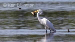 Great White Egret (Casmerodius albus) 