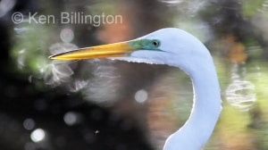 Great Egret Casmerodius albus