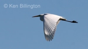 Great White Egret (Casmerodius albus) 
