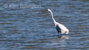 Great White Egret (Casmerodius albus) 