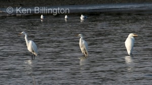 Great White Egret (Casmerodius albus) 