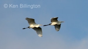 Great White Egret (Casmerodius albus) 