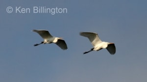 Great White Egret (Casmerodius albus) 