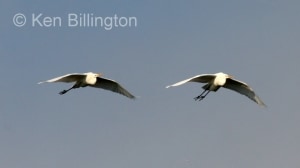 Great White Egret (Casmerodius albus) 