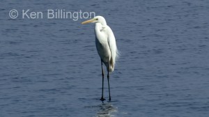Great White Egret (Casmerodius albus) 