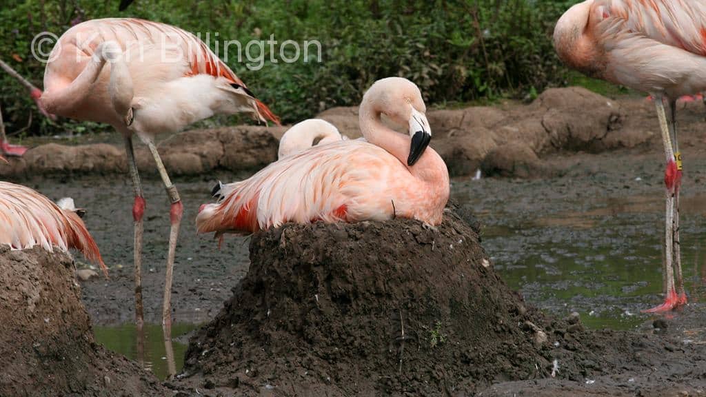 Greater Flamingo Phoenicopterus roseus