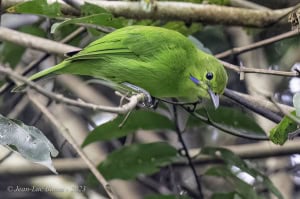 Greater Green Leafbird