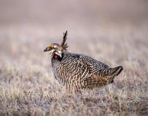 Greater Prairie-chicken Tympanuchus cupido