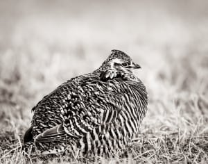 Greater Prairie-chicken Tympanuchus cupido