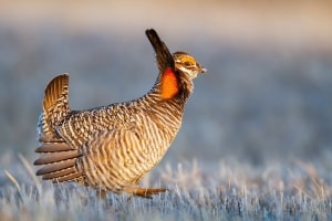Greater Prairie-chicken Tympanuchus cupido