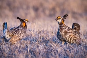 Greater Prairie-chicken Tympanuchus cupido