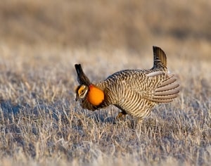 Greater Prairie-chicken Tympanuchus cupido