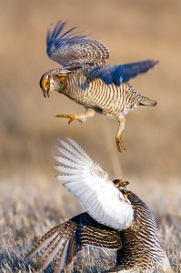 Greater Prairie-chicken Tympanuchus cupido