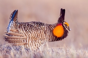 Greater Prairie-chicken Tympanuchus cupido