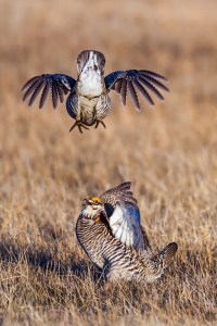 Greater Prairie-chicken Tympanuchus cupido