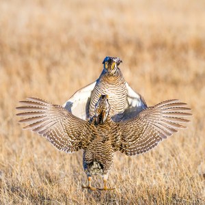 Greater Prairie-chicken Tympanuchus cupido