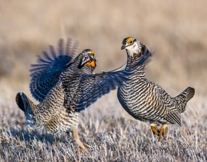 Greater Prairie-chicken Tympanuchus cupido