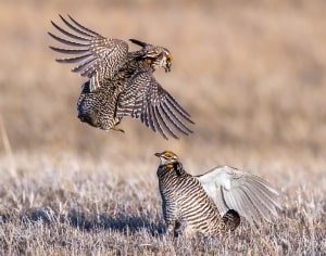 Greater Prairie-chicken Tympanuchus cupido