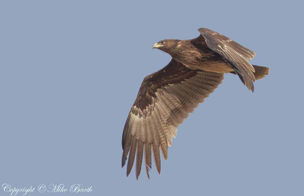 Greater Spotted Eagle Aquila clanga