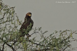 Greater Spotted Eagle Clanga Clanga
