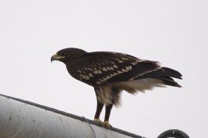 Greater Spotted Eagle (Aquila clanga)