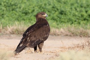 Greater Spotted Eagle (Aquila clanga)