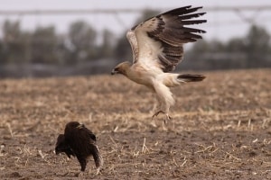 Greater Spotted Eagle (Aquila clanga)
