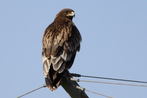 Greater Spotted Eagle (Aquila clanga)