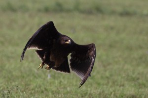 Greater Spotted Eagle (Aquila clanga)
