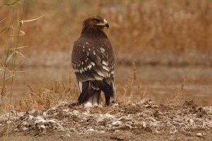 Greater Spotted Eagle (Aquila clanga)