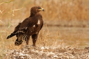 Greater Spotted Eagle (Aquila clanga)