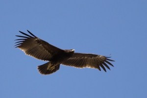 Greater Spotted Eagle (Aquila clanga)