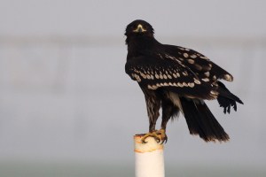 Greater Spotted Eagle (Aquila clanga)