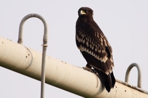 Greater Spotted Eagle (Aquila clanga)