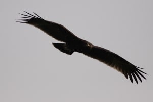 Greater Spotted Eagle (Aquila clanga)