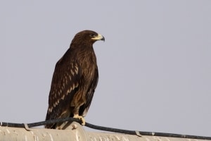 Greater Spotted Eagle (Aquila clanga)