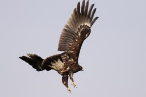 Greater Spotted Eagle (Aquila clanga)