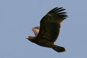 Greater Spotted Eagle (Aquila clanga)