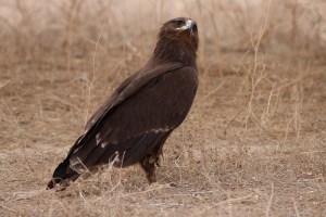 Greater Spotted Eagle (Aquila clanga)