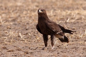Greater Spotted Eagle (Aquila clanga)
