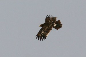 Greater Spotted Eagle (Aquila clanga)