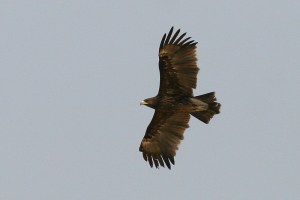 Greater Spotted Eagle (Aquila clanga)