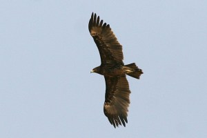Greater Spotted Eagle (Aquila clanga)