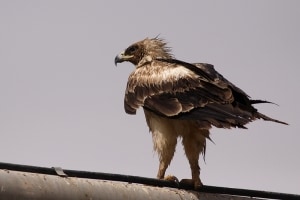 Greater Spotted Eagle (Aquila clanga)