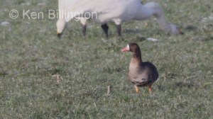 Greater White-Fronted Goose (Anser Albifrons)