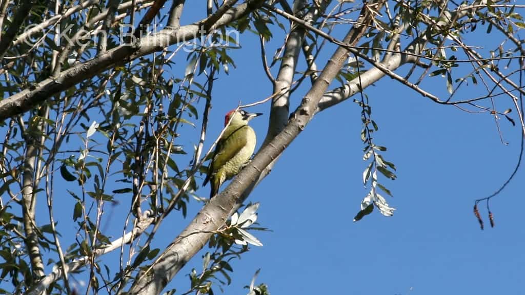 Eurasian Green Woodpecker Picus viridis