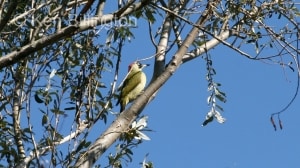 Green Woodpecker (Picus viridis) 
