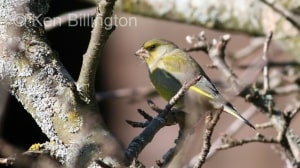 Greenfinch (Carduelis chloris) 