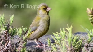 Greenfinch (Carduelis chloris) 